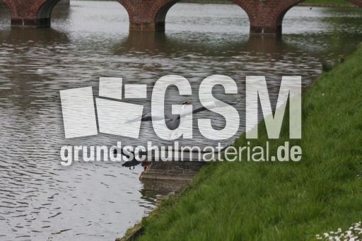 Graureiher-A 238.jpg